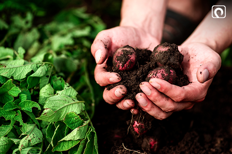 Getting Started with Organic Gardening