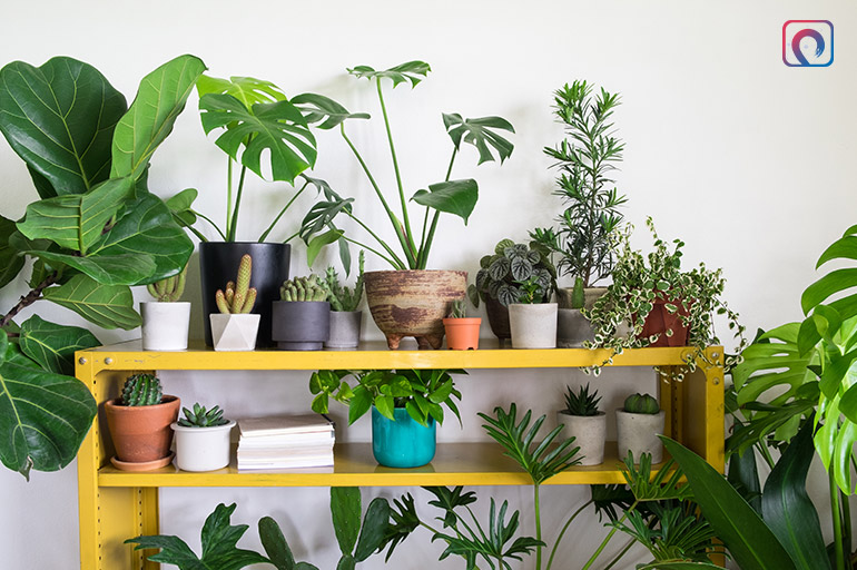 Indoor Plants Type - Foliage Plants