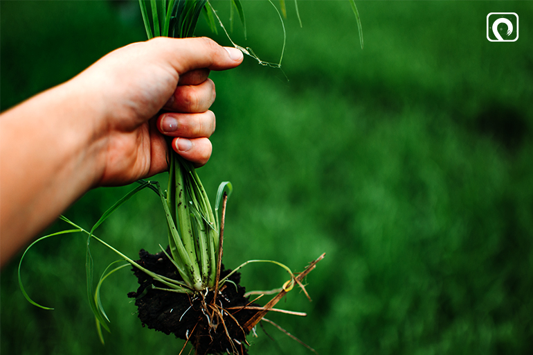 Organic Gardening Tip-Keep up with weeding