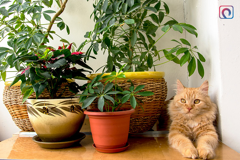 Indoor Plants Type - Nontoxic Cat-safe Houseplants